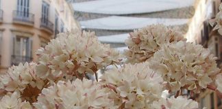 La Biznaga malagueña