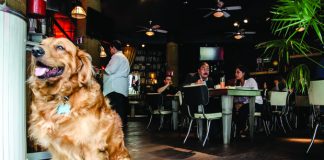 Bars et restaurants où aller avec votre chien à Málaga