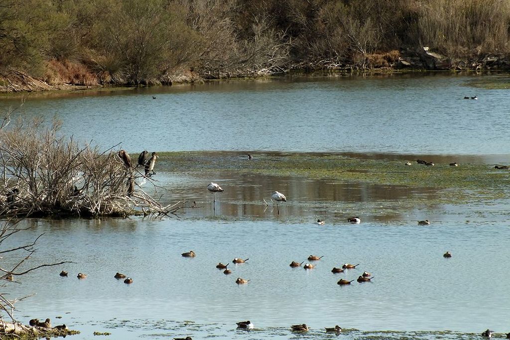 Aves en una laguna de la Desembocadura del Guadalhorce