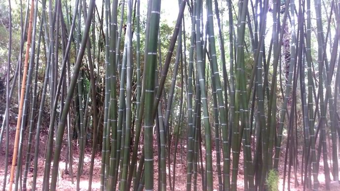 Colección de bambú