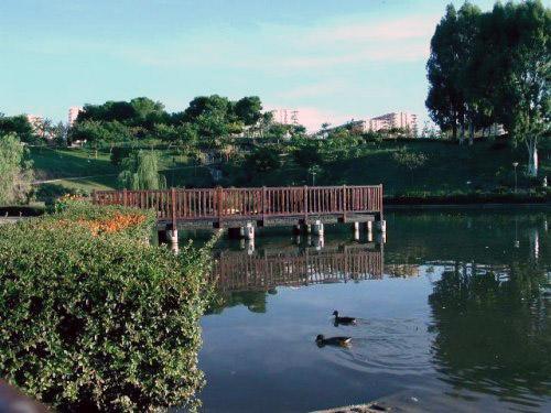 Patos en el lago, Parque de la Paloma, Benalmádena, Málaga