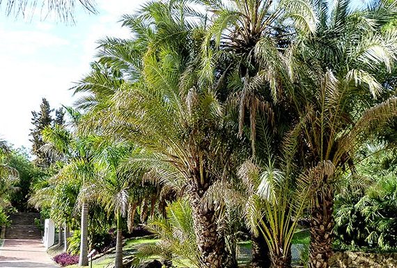 Mapamundi de palmeras