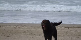 Plages pour aller avec des chiens dans la province de Málaga