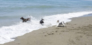 Plage pour chiens Arroyo Totalán à Málaga