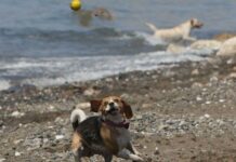 Hundestrand von Torrox