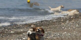 Plage pour chiens de Torrox