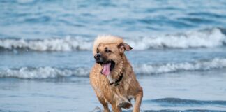 Playa canina Benalcan en Benalmádena