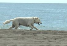 Hundestrand Torre del Mar