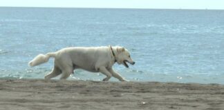 Plage canine de Torre del Mar